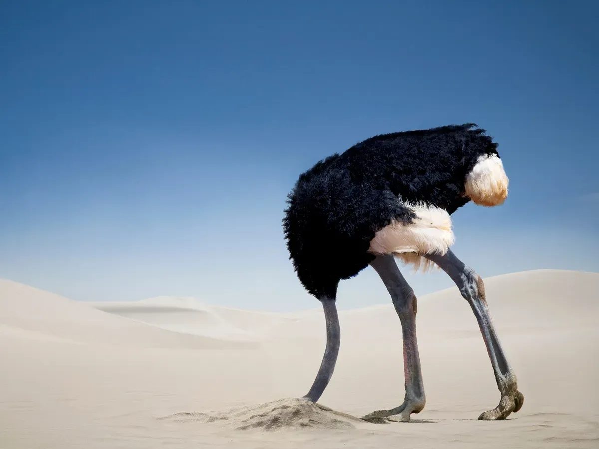 Ostrich with head buried in sand